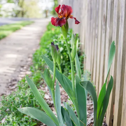 Kosatec Red Zinger - Iris germanica - hľuzy kosatca - 1 ks