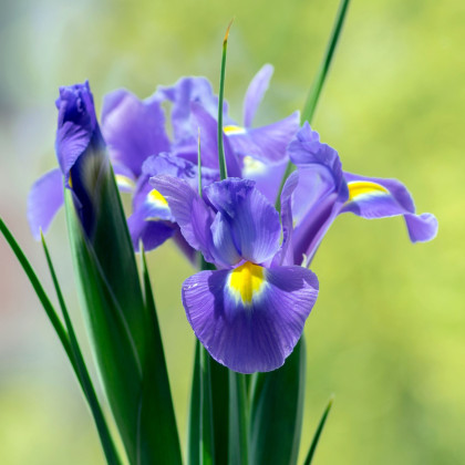 Kosatec holandský Sapphire Beauty - Iris hollandica - cibuľky kosatca - 3 ks