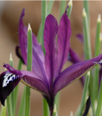 Kosatec sieťkovaný Pauline - Iris reticulata - cibuľky kosatca - 3 ks