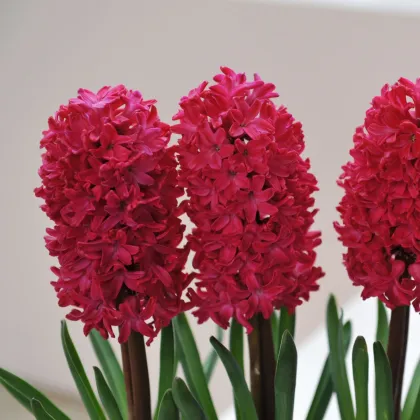 Hyacint Jan Bos - Hyacinthus - cibuľa hyacintu - 1 ks