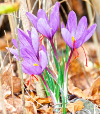 Šafrán siaty - Crocus sativus - hľuzy krókusu - 3 ks