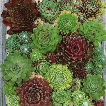 Skalnica - Skalné ruže zmes - Sempervivum hybridum - semená skalnice - 30 ks