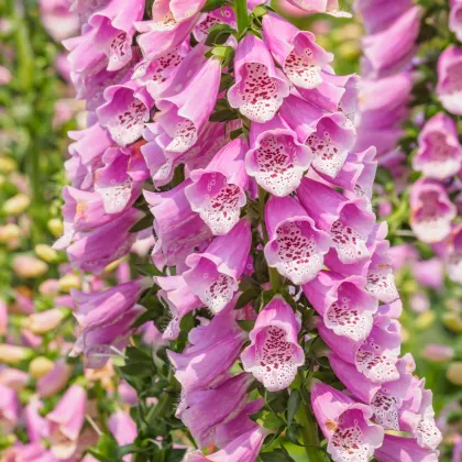 Náprstník vlnatý - Digitalis lanata - semená náprstníka - 5 ks