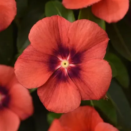 Katarant Tatoo Tangerine - Catharanthus roseus - semená katarantu - 30 ks