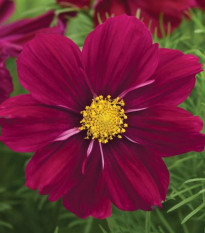 Krasuľka Sonata Purple Shades - Cosmos bipinnatus - semená krasuľky - 15 ks