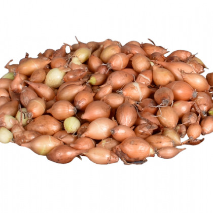 Cibuľa sadzačka žltá Hercules jarná - Allium cepa - cibuľky - 500 g