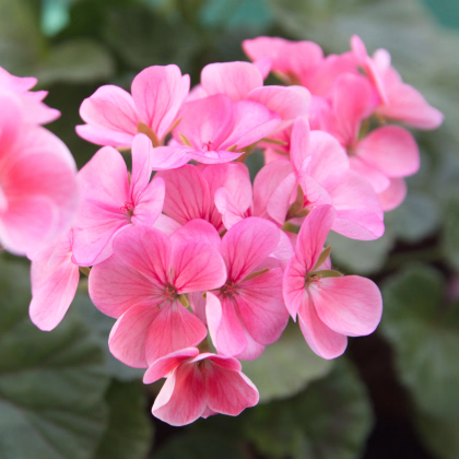 Muškát páskatý Jarka F1 - Pelargonium zonale - semená muškátu - 6 ks