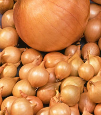 Cibuľa sadzačka Štutgart - Allium cepa - cibuľky - 250 g