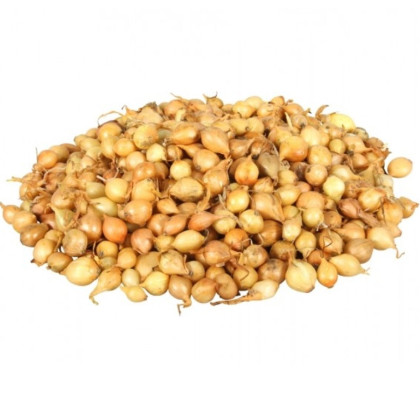 Cibuľa sadzačka Štutgart - Allium cepa - cibuľky - 250 g