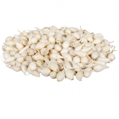 Cibuľa sadzačka Snowball - Allium cepa - cibuľky - 500 g