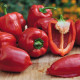 Paprika balkónová Almira Mini Red F1 - Capsicum annuum - semená papriky - 5 ks