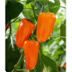 BIO Paprika Flynn F1 - Capsicum annuum - bio semená papriky - 6 ks