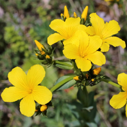 Ľan hlavatý - Linum capitatum - semená ľanu - 100 ks