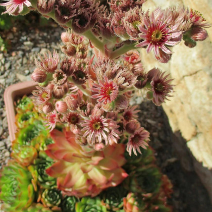 Skalnica strechová - Sempervivum tectorum - semená netraska - 30 ks