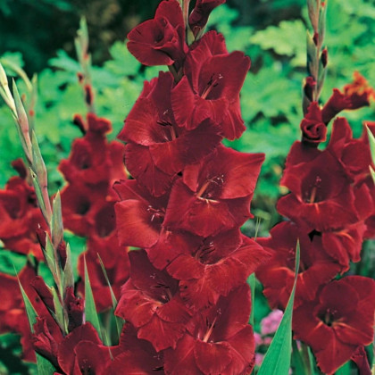 Gladiola Oscar - Gladiolus - hľuzy gladiol - 3 ks