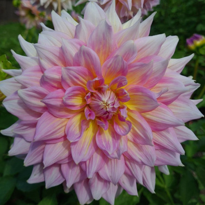 Georgína Strawberry Ice - Dahlia - hľuzy georgíny - 1 ks