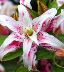 Ľalia Magic Star - Lilium - cibuľa ľalia - 1 ks