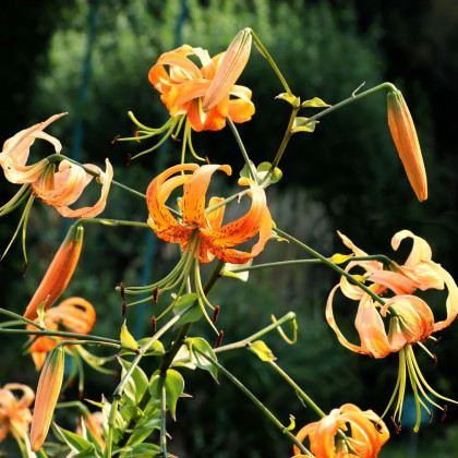 Ľalia Henryi - Lilium - cibuľa ľalia - 1 ks