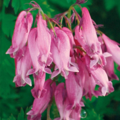 Srdcovka formosa Luxuriant - Dicentra formosa - hľuzy srdcovky - 1 ks