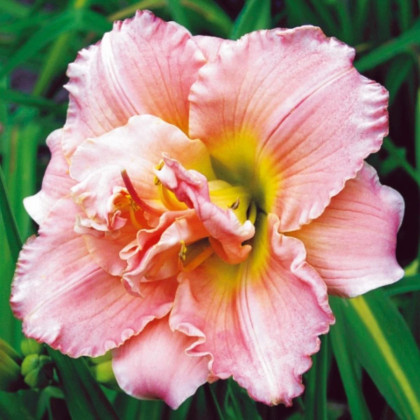 Ľaliovka Double Dream - Hemerocallis - hľuzy ľaliovky - 1 ks