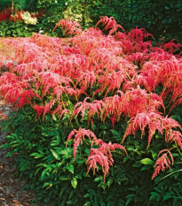 Astilba Thunbergii Straussenfeder - Astilbe - hľuzy astilby - 1 ks