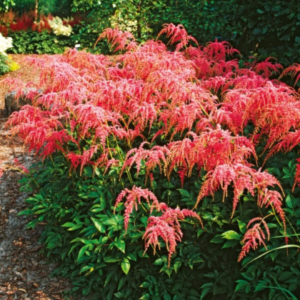 Astilba Thunbergii Straussenfeder - Astilbe - hľuzy astilby - 1 ks