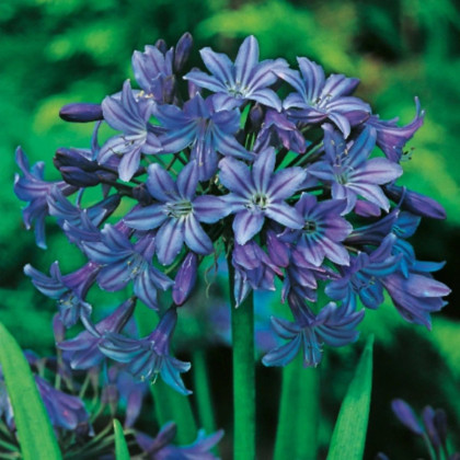 Kalokvet modrý - Agapanthus praecox - hľuzy kalokvetu - 1 ks