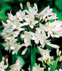 Kalokvet biely - Agapanthus praecox - hľuzy kalokvetu - 1 ks