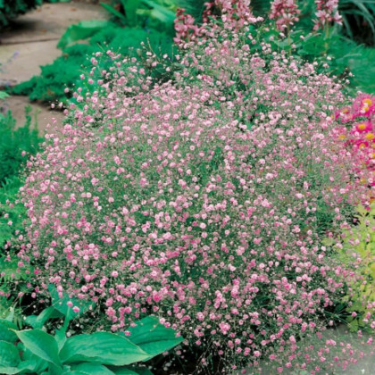 Gypsomilka metlinatá ružová - Gypsophila paniculata - jednoducho korenené sadenice gypsomilky - 1 ks