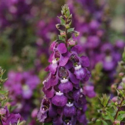 Angelónia úzkolistá Serenita purple - Angelonia serenita - semená angelónie - 6 ks