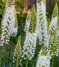 Fakľa White Beauty Favourite - Eremurus - hľuzy fakle - 1 ks