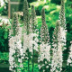 Fakľa White Beauty Favourite - Eremurus - hľuzy fakle - 1 ks