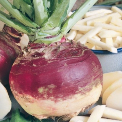 Kvaka Gowrie – Brassica napus var. napobrassica – semená kvaky