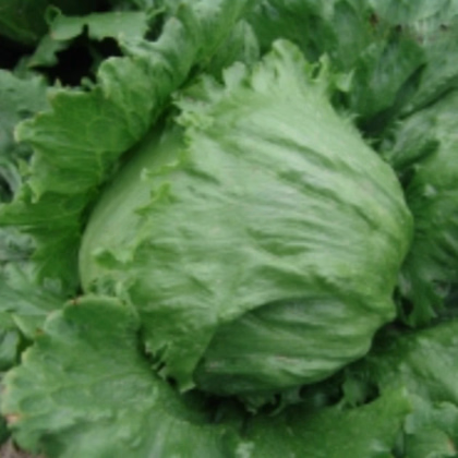 Šalát ľadový Stamir - Lactuca sativa L. var. capitala - semená šalátu - 300 ks