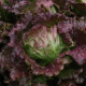 Šalát ľadový Derel - Lactuca sativa L. var. capitala - semená šalátu - 200 ks