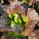 Šalát rímsky Galba - Lactuca sativa var. longifolia - semená šalátu - 200 ks