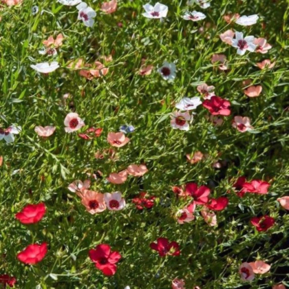 Ľan siaty zmes farieb - Linum grandiflorum - semená ľanu - 180 ks