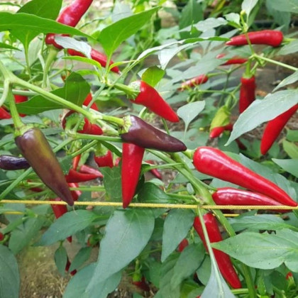 Chilli Gusto purple - Capsicum annuum - semena chilli - 8 ks