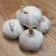Sadbový cesnak jarný Garpek - Allium - paličák - cibuľa cesnaku - 1 balenie