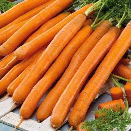 Mrkva Babetka F1 - Daucus carota - semená mrkvy - 300 ks