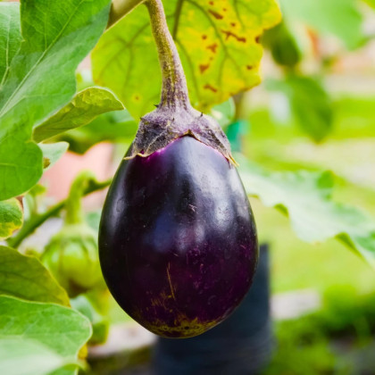 Baklažán Krasan - Solanum melongena - semená baklažánu - 100 ks