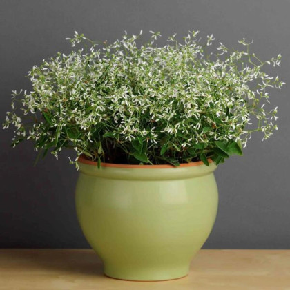 Prýštec trávovitý Glitz F1 - Euphorbia graminea - semená prýštca - 12 ks