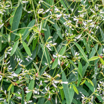 Prýštec trávovitý Glamour F1 - Euphorbia graminea - semená prýštca - 12 ks