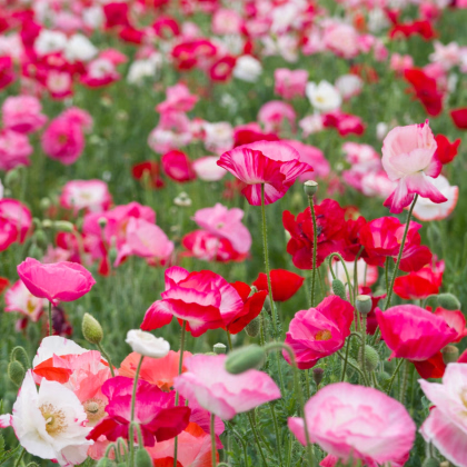 Vlčí mak - zmes - Papaver rhoeas - semená - 200 ks