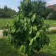Indiánsky banán Paw Paw - Asimina triloba - semená indiánskeho banánu - 4 ks