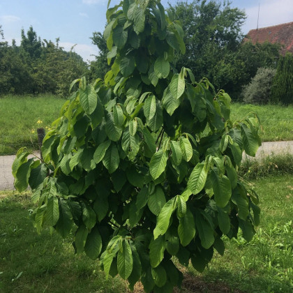 Indiánsky banán Paw Paw - Asimina triloba - semená indiánskeho banánu - 4 ks