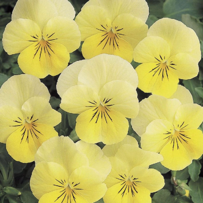 Fialka rohatá Sorbet Lemon Chiffon - Viola cornuta - semená fialky - 20 ks