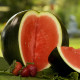 BIO melón vodový Sugar baby - Citrullus lanatus - bio semená melóna - 6 ks