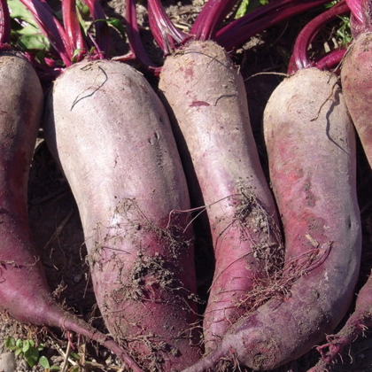 BIO Repa červená Formanova - Beta vulgaris - bio semená repy - 50 ks