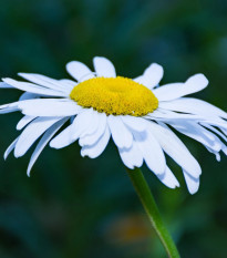Margaréta trávolistá – Leucanthemum graminifolium – semená margaréty
